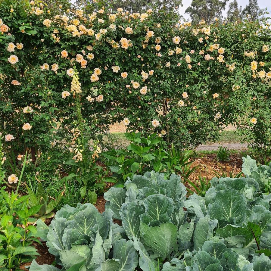 Piccadilly Farm Cottages Lions River 外观 照片