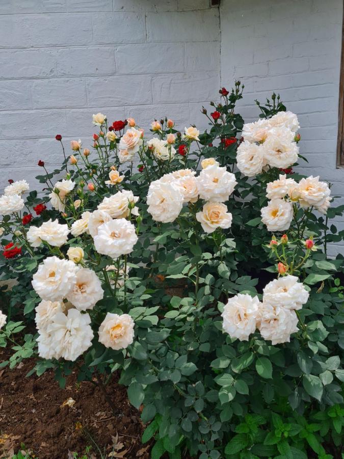 Piccadilly Farm Cottages Lions River 外观 照片
