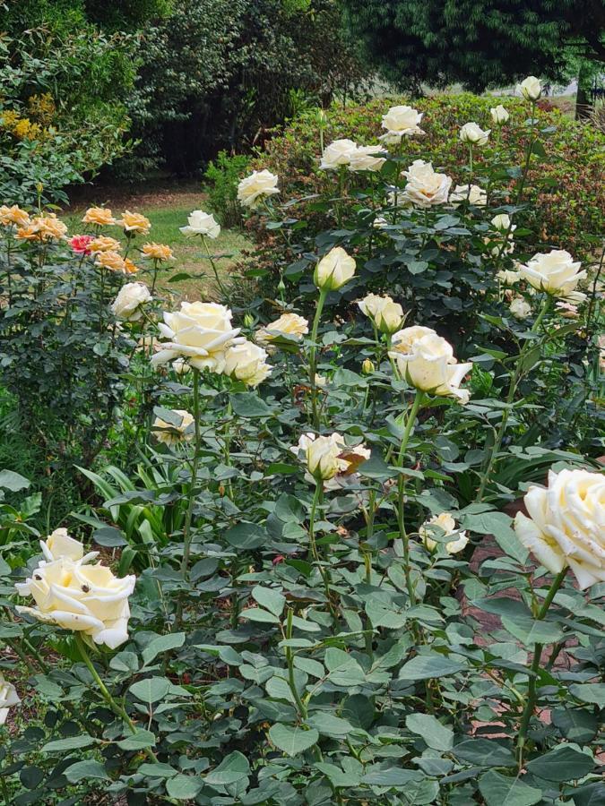 Piccadilly Farm Cottages Lions River 外观 照片