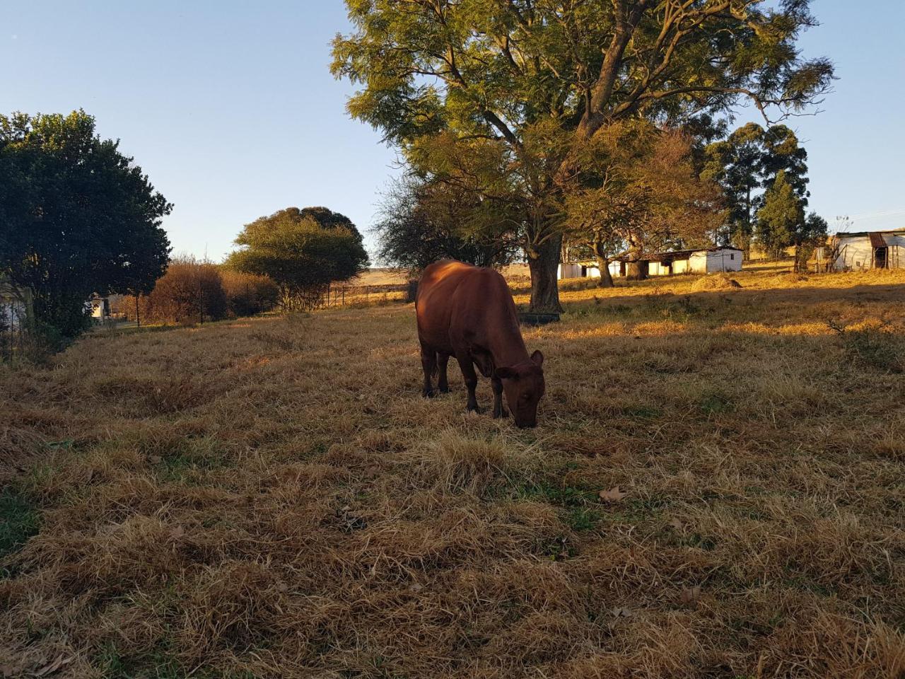 Piccadilly Farm Cottages Lions River 外观 照片